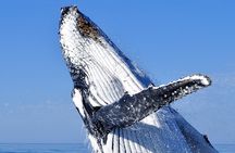 2 hour whale watching experience departing Hillarys Boat Harbour