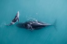 2 hour whale watching experience departing Hillarys Boat Harbour