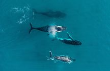 2 hour whale watching experience departing Hillarys Boat Harbour