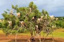 Taroudant and Tiout Oasis with Lunch