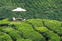 Private Full Day Tour : Cameron Highlands with Batu Caves Stopover