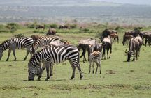 7 Day Tanzania Camping Safari Private Tour
