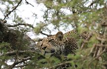 7 Day Tanzania Camping Safari Private Tour