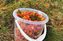 Wild Forest Berries and Mushrooms Picking Tour