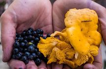 Wild Forest Berries and Mushrooms Picking Tour