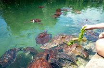 Dolphin tour with Lunch +Aquarium + Nungwi beach and Kendwa beach