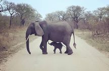 Half Day Kruger Open Vehicle Safari from Marloth Park