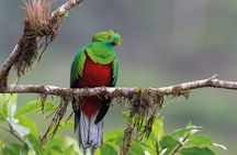 Economic Manu Jungle Tour (4 Days)