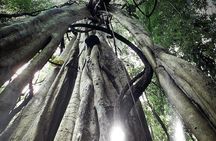 Economic Manu Jungle Tour (4 Days)