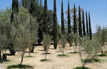 Morning Tour and Olive product tasting