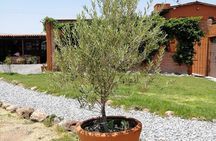 Morning Tour and Olive product tasting