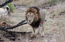 4 Day Kruger National Park Tour