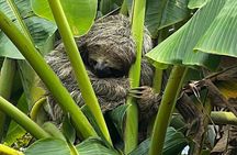 Jungle River, Sloth Sanctuary and Poisonous Frogs. 