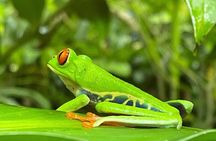 Jungle River, Sloth Sanctuary and Poisonous Frogs. 