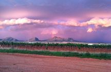 A Wine Tasting Experience in the Vineyards of the Desert