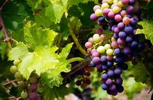 A Wine Tasting Experience in the Vineyards of the Desert