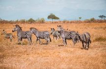 From Zanzibar Day Safari Tour to Mikumi National Park