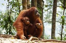 Bukit Lawang Full Day Private Jungle Trekking To See Orangutans