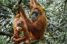 Bukit Lawang Full Day Private Jungle Trekking To See Orangutans