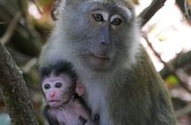 Bukit Lawang Full Day Private Jungle Trekking To See Orangutans