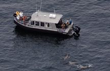 Alaska Whale Watching with bonus Drone viewing of Whales