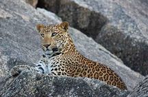 Ranakpur Leopard Jeep Safari 