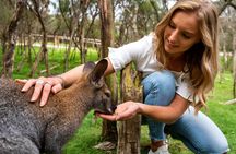Full-Day Penguins and Wildlife Nature Experience from Melbourne