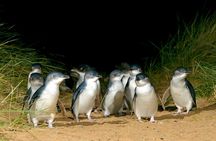 Full-Day Penguins and Wildlife Nature Experience from Melbourne