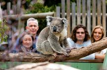 Phillip Island Penguin Parade & Wildlife Tour from Melbourne