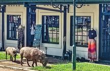 Historic Victoria Falls Town Walk – Immersive Small Group Tour