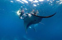 Snorkeling with Manta Rays in Nusa Penida Experience (All-Inclusive) 