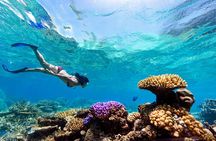 Snorkeling with Manta Rays in Nusa Penida Experience (All-Inclusive) 