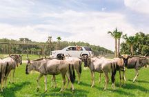 Wild Florida Drive-Thru Safari and Gator Park Admission