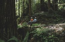 Redwoods Railbike Along Pudding Creek