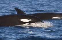 Snorkeling Open Ocean Wildlife Safari in Los Cabos with Photos Included 
