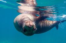 Snorkeling Open Ocean Wildlife Safari in Los Cabos with Photos Included 