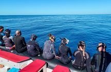 Snorkeling Open Ocean Wildlife Safari in Los Cabos with Photos Included 