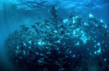 Mobula Ray Snorkeling with Photos Included 