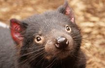 Shore Excursion-Hobart Wanderer