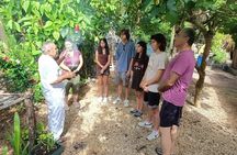 Private Mayan Food Cooking Class, Cenote and Coba Ruins 