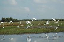 2-Day Mekong Delta: Gieng Island & Tram Chim National Park
