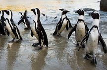 Cape Town Zipline, Penguins and Cape of Good Hope Private Tour