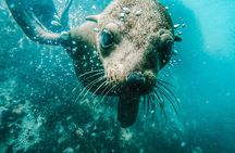 Cape Town Seal Snorkelling, Penguin Colony & Cape of Good Hope Private Tour