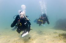 Cape Town Seal Snorkelling, Penguin Colony & Cape of Good Hope Private Tour