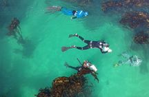 Cape Town Seal Snorkelling, Penguin Colony & Cape of Good Hope Private Tour