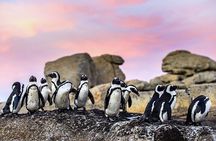 Cape Town Seal Snorkelling, Penguin Colony & Cape of Good Hope Private Tour