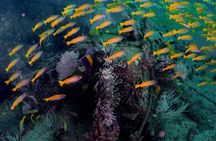Dive trip to the coral reefs of Fujairah for certified scuba divers