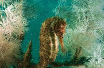Dive trip to the coral reefs of Fujairah for certified scuba divers