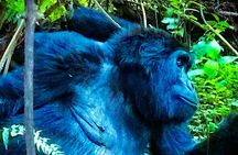 3-Day Gorilla Trekking Safari in Uganda 