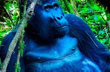 3-Day Gorilla Trekking Safari in Uganda 